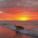 ☁ ﹑Wild Paws ⸝⸝˘˘ 🌅