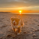 ☁ ﹑Wild Paws ⸝⸝˘˘ 🌅 Discord server icon