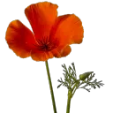 ( project: remade. )