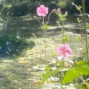 ʚ noahs greenhouse 🌱 ɞ