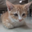 the joint Discord server icon