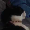 el server de los cats Discord server icon