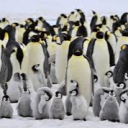The Penguin Community