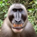 German Monkeys | VRChat