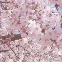 ღ¸.🌸´𝐵𝑙𝑜𝑜𝑚𝑖𝑛𝑔 𝐵𝑙𝑜𝑠𝑠𝑜𝑚𝑠`🌸.¸¸ღ