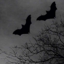 dyreton Discord server icon