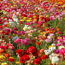 Flower Field Discord Server