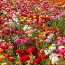 Flower Field Discord Server