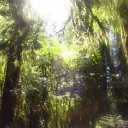 gothic’s garden