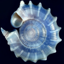 A Rapid Current Discord server icon