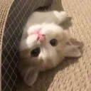 ˃ᴗ˂ 💦 discord icon