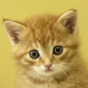 𝓿𝓲𝓵𝓵𝓪 𝓰𝓪𝓽𝓮𝓼 * 2's icon