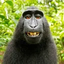 Monkey Mafia HQ