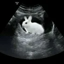 колхозная яма пирдства