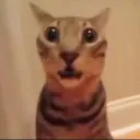 kittygreens GW 4.0 discord icon