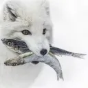 The Howl Network UK