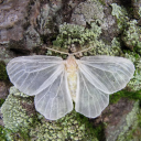 𝓫𝓾𝓽𝓽𝓮𝓻𝓯𝓵𝔂    𝓰𝓪𝓻𝓭𝓮𝓷   ʚଓ Discord server icon