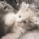 𝕸𝖆𝖓𝖌𝖔𝖑𝖆𝖉𝖆𝖘 Discord server icon