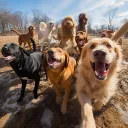 Dog Gang