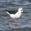𝑩𝒓𝒊𝒕𝒊𝒔𝒉 𝑩𝒊𝒓𝒅𝒊𝒏𝒈 🇬🇧 🇮🇪🦆