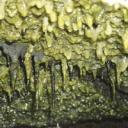 Gloopcord Discord server icon