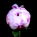 ᴄᴜᴘɪᴅs☆sᴀɴᴄᴛᴜᴀʀʏ Discord server icon