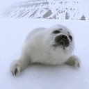 𝐄𝐮𝐫𝐨𝐩𝐚 ⟢ Discord server icon