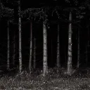 “Among the forest” Official Server