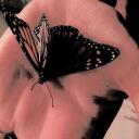cutebow icon