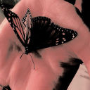 cutebow icon