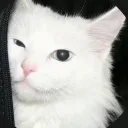 Server icon