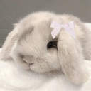 ୨୧ ˚₊‧ mochii world  • hiring • cute • fun ୨୧