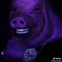 Disznóól
