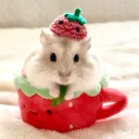 нᴀмsтᴇʀ κιɴԍᴅoм