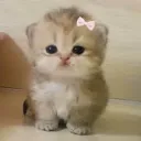 i love cats Discord server icon