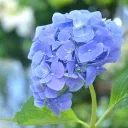 〜  紫陽花水晶帝国  〜  💠🔮✨  〜  Hydrangea Crystal Empire  〜