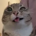 Server icon for WhiskerWatch