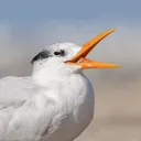 USC Birding