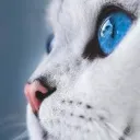 ....