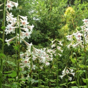 White Lily’s Blossoming Paradise
