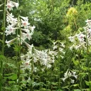White Lily’s Blossoming Paradise