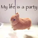 Maxpawz' Pad