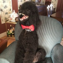 Az Furs and Fems Discord server icon