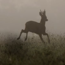 Apocalypse: Sakhalin Revival Discord server icon