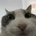 ᴀʏᴏɪᴋᴇ'ꜱ ꜱʜᴏᴘ