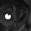 𐔌՞.  ℕ𝕚𝕘𝕙𝕥 🦉 𝕆𝕨𝕝𝕤  .՞𐦯 Discord server icon