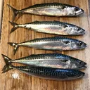 ☆*: .｡. The Mackerel's !! .｡.:*☆ (ChudZaii's yt server)