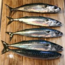 ☆*: .｡.  Mackerel's Perma !! .｡.:*☆ Discord server icon