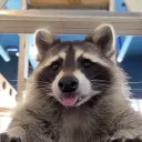 RatCoon Lounge