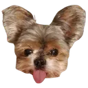 Giveaway Dog